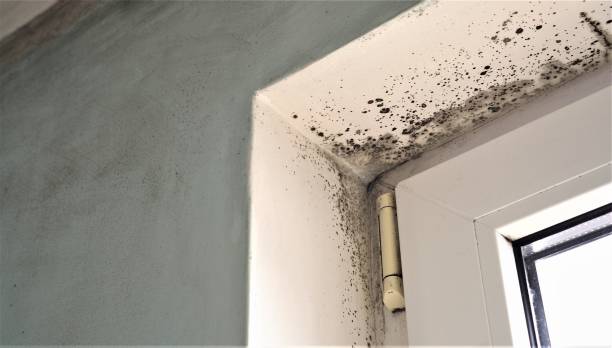 Best Emergency Mold Remediation  in Rogers City, MI